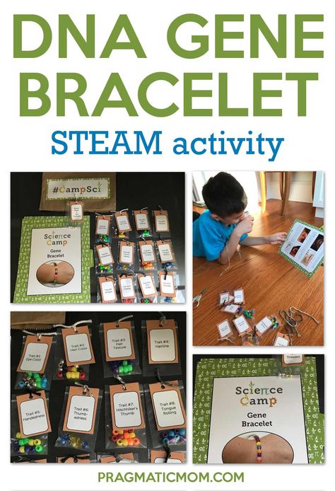 DNA Gene Bracelet STEAM Activity | Pragmatic Mom Dna Activity Middle School, Dna Stem Activities, Steam Science Projects, Genetics Project, Dna Lesson, Stem Biology, Dna Bracelet, Genetics Activities, Dna Activities