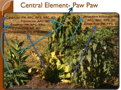 Paw Paw guild Nut Tree Guild, Cana Lily, Tree Guild, Paw Paw Tree, Goats Rue, Permaculture Design Course, Permaculture Principles, Drought Tolerant Garden, Companion Plants