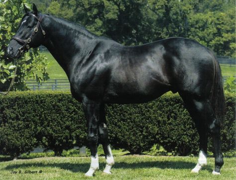 Black thoroughbred Black Thoroughbred Mare, Black Thoroughbred, English Thoroughbred, Horse Coat Colors, Thoroughbred Racehorse, Horse Story, Thoroughbred Horse Racing, Dream Horse, Tack Sets