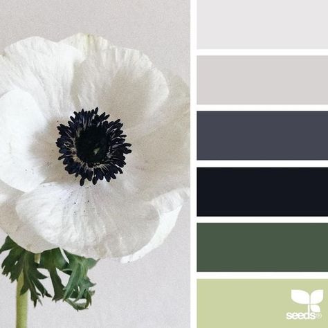 Seeds Color, Black Color Palette, Flora Design, Color Schemes Colour Palettes, Color Season, Design Seeds, Color Spectrum, Color Balance, Color Stories