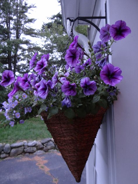 Petunia's, mini petunia's and bacopa  by Gina Marino Bowl Of Petunias, Mini Petunias, Trumpet Vine, Flower Baskets, Hanging Flower Baskets, Morning Glories, Bee Balm, Butterfly Bush, Hanging Flower