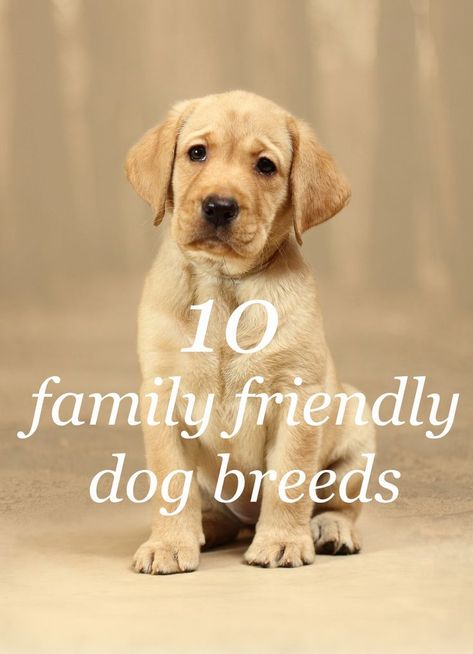 Small Family Dogs, Best Family Dog Breeds, Best Dogs For Kids, Puppy Things, Dog Breeds That Dont Shed, Dog Infographic, Family Dogs Breeds, Friendly Dog Breeds, Family Friendly Dogs