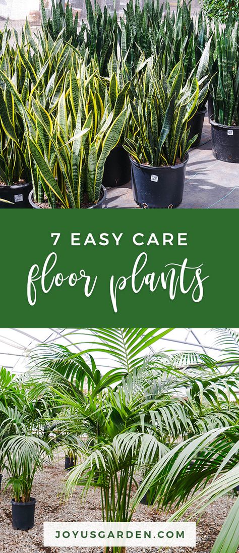 Living Room Floor Plants, Floor House Plants, Entry Way Plants Indoor, Indoor Floor Plants Decor, Floor Plants Decor Living Rooms, Indoor Plants Ideas Decor, Plant Sanctuary, Tall House Plants, Indoor Floor Plants