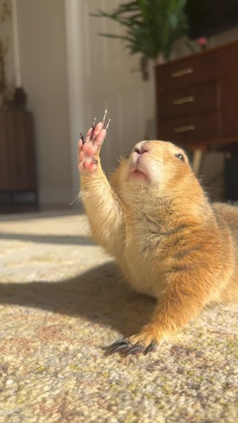 Poppy The Prairie Dog on Reels | James Quinn · A Gentle Sunlight Poppy The Prairie Dog, Prairie Dogs, Prairie Dog, Curious Creatures, Painting Inspo, Dog Wallpaper, Yoga Is, Animal Sketches, Morning Yoga