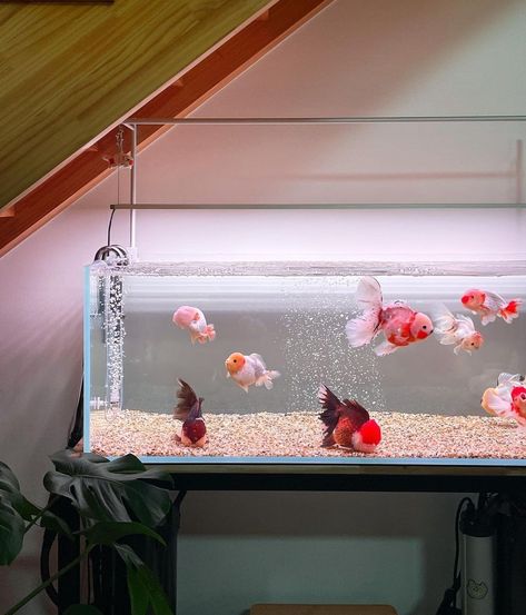 Goldfish Aquarium, Fish Tank Themes, Goldfish Tank, Cool Fish Tanks, Betta Aquarium, Indoor Water Garden, Fishing Room, Betta Fish Tank, Cool Fish