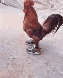 Gallo Meme, Puerto Rican Chicken, Cute Image, Amazing Gifs, Puerto Rican, Coca Cola, Gif, Chicken, Sneakers