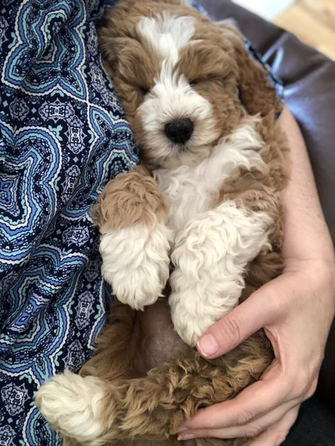 Tuxedo Goldendoodle, Sheepadoodle Puppy, Mini Goldendoodle Puppies, Puppy Snuggles, Labradoodle Puppy, Doodle Puppy, Super Cute Puppies, Mini Goldendoodle, Cutest Dog Ever