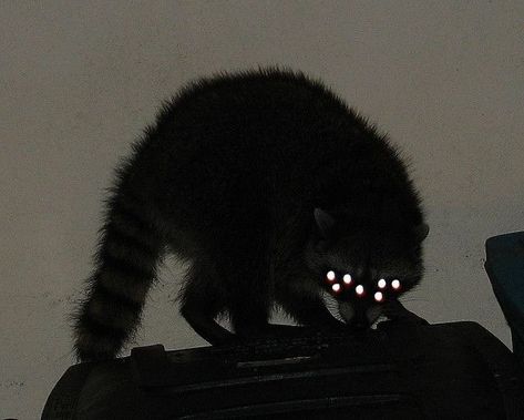 Sick Vibes, Starflesh Core, Image Joker, Tapetum Lucidum, Creature Reference, Glowing Eyes, Cute Raccoon, Animal Room, Trash Panda