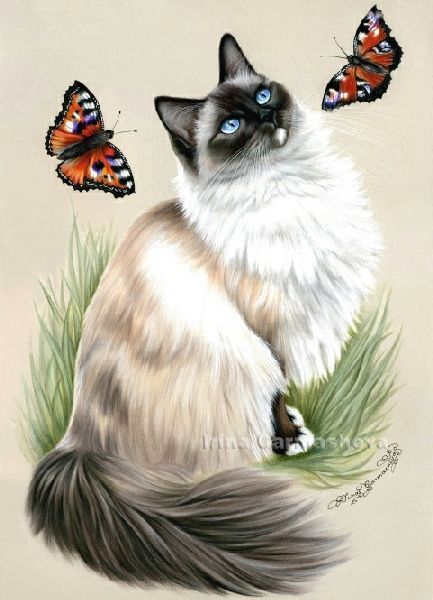 Photo Prettiest Cat, Shepherd Art, Cat Art Painting, Kitten Wallpaper, Birman Cat, Himalayan Cat, Cat Photos, Cat Pictures, Cat Artwork