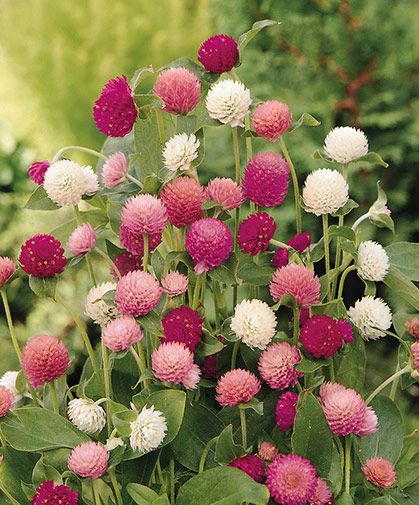 Gomphrena Flowers, Gomphrena Globosa, Amaranth Flower, Cut Flower Farm, Globe Amaranth, Flowers Growing, Cottage Aesthetic, Cut Flower Garden, Blooming Plants