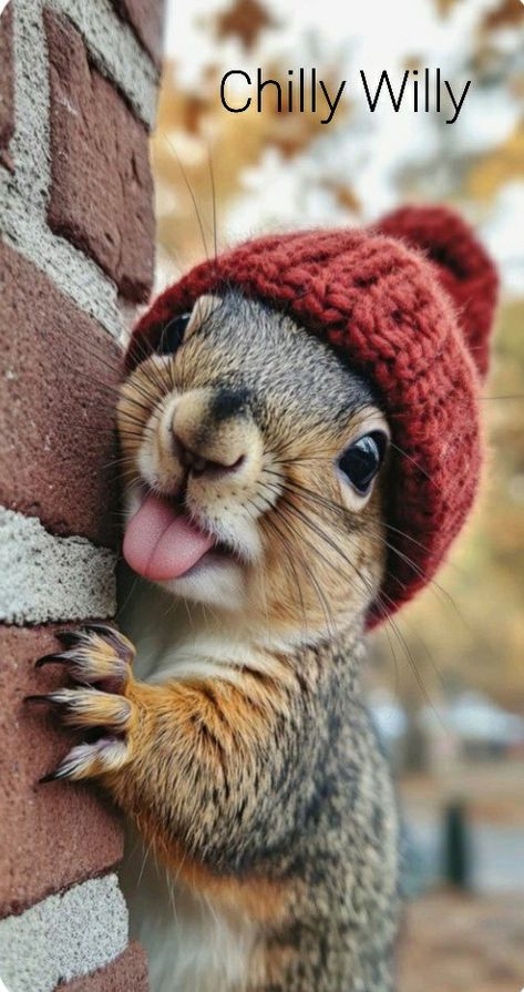 Funny Squirrel Pictures, Squirrel Pictures, Squirrel Art, Draw Together, Squirrel Funny, Cute Animal Clipart, Cute Squirrel, Cute Animals Images, Cute Animal Photos