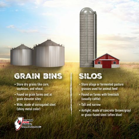 Grain Bin Pictures, Grain Bins, Silo House, Grain Silo, Metal Cylinder, Dairy Cattle, Old School House, Grain Storage, Agriculture Education