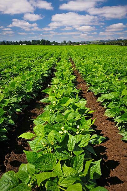 Beans Growing, Grow Beans, Agriculture Photography, Growing Beans, Fruits And Vegetables Pictures, Vegetable Pictures, Valley Of Flowers, Farm Business, Agricultural Land