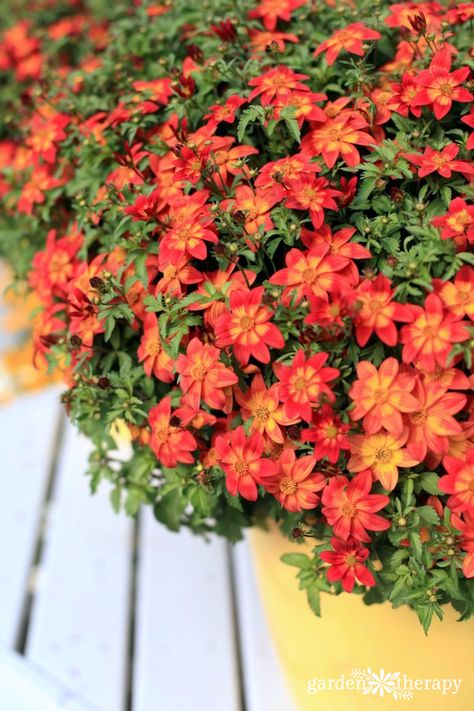 Heat-Tolerant Plants that Love the Sun - Garden Therapy Heat Tolerant Flowers, Full Sun Container Plants, Heat Tolerant Plants, Garden Therapy, Sun Loving Plants, Trendy Plants, Full Sun Plants, Plants Outdoor, Garden Vines