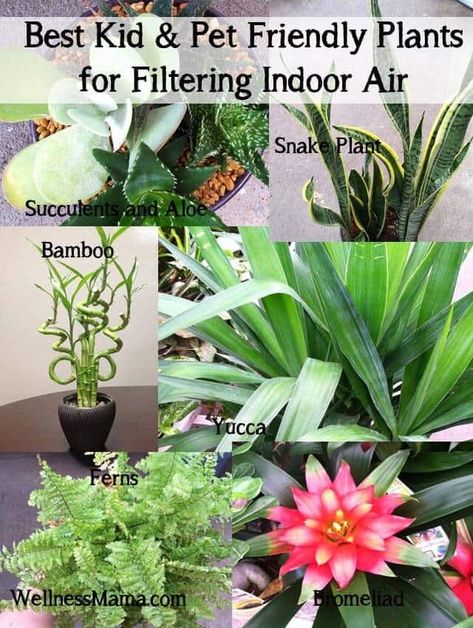 Pet Friendly Plants, Indoor Plants Low Light, Wellness Mama, Improve Indoor Air Quality, Inside Plants, Air Purifying Plants, House Plants Indoor, Indoor Air Quality, Indoor Air