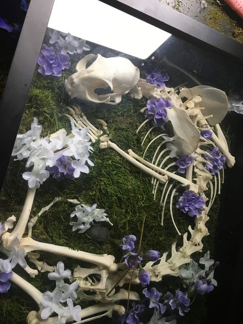 Bone Taxidermy Art, Bone Shadow Box, Taxidermist Aesthetic, Bone Display Ideas, Animal Skull Display, Animal Bone Crafts, How To Clean Bones, Bone Terrarium, Bone Display