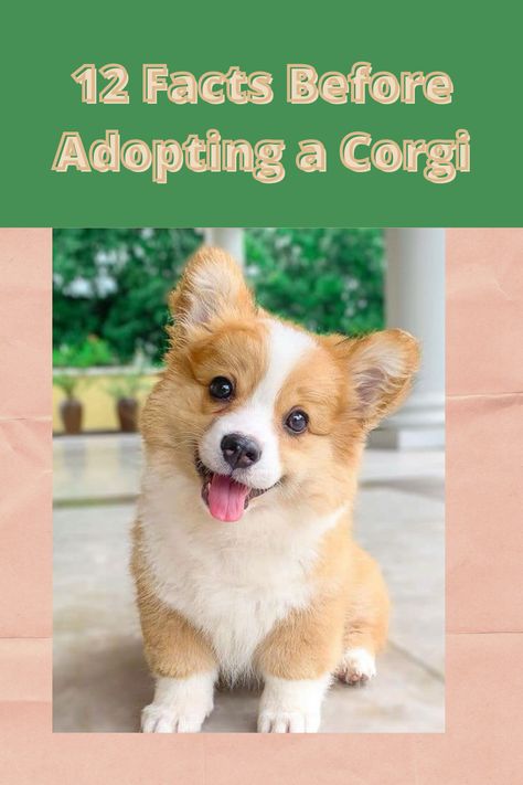 Make sure to check out these 12 things before you adopt your Corgi. It is important to research about the pet before you adopt them! #petadoption #corgipuppy Cowboy Corgi Puppies, Corgi Aesthetic, Cowboy Corgi, Corgi Facts, Puppy Funny, Training Puppy, Crate Training Puppy, Pembroke Welsh Corgi Puppies, Cute Corgi Puppy