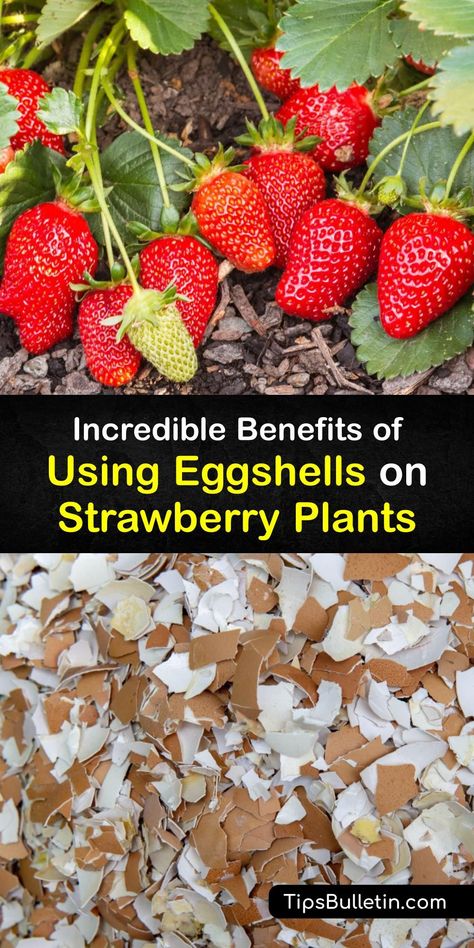 Caring For Strawberry Plants, How To Cover Strawberry Plants, Strawberries Raised Bed, Strawberry Cages Raised Beds, Raised Garden Beds For Strawberries, Plant Strawberry From Fruit, Overwinter Strawberry Plants, Strawberries Garden Ideas, Best Ways To Grow Strawberries