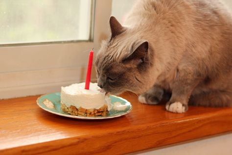 Cat Friendly Treats, Cat Safe Cake, Cat Friendly Cake Recipes, Cat Safe Birthday Cake, Cat Friendly Cake, Cat Cake Recipe For Cats, Cat Birthday Cake For Cats, Birthday Cakes For Cats, Cake Recipe For Cats