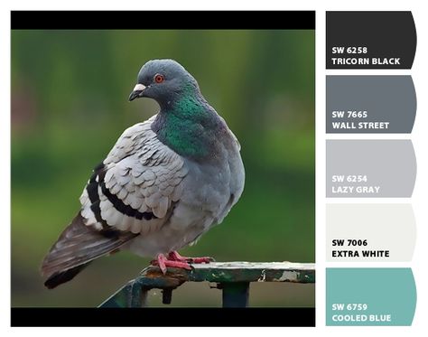 Pigeon paint colors by Sherwin-Williams  My room. Pigeon Color Palette, Pigeon Color, Pigeons Painting, Rainbow Pigeon, Pigeon Painting, Pigeon Acrylic Painting, Aquamarine Painting, Pigeon Loft, Film Ideas