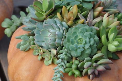 How to make a pumpkin terrarium Pumpkin Terrarium, Laura Eubanks, Pumpkins For Sale, Succulent Pumpkin, Wire Wreath Forms, Succulent Landscaping, Pumpkin Photos, Succulent Cuttings, Succulent Wreath