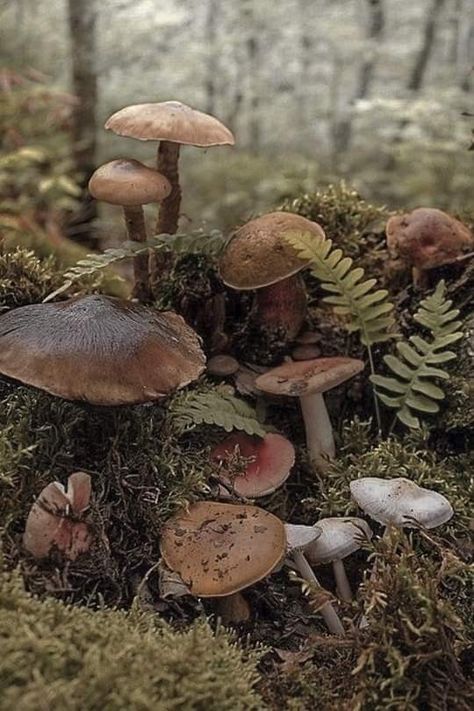 Funghi Aesthetic, Goblincore Images, Dark Mushroom Aesthetic, Shroom Aesthetic, Corvidcore Aesthetic, Shrooms Aesthetic, Mushroomcore Aesthetic, Gnome Aesthetic, Fungi Aesthetic