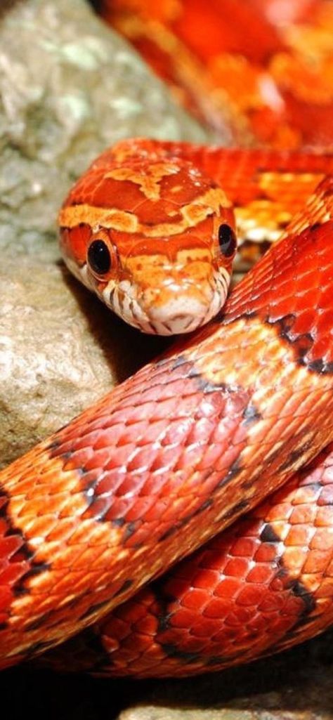 Pretty Snakes, Colorful Snakes, Snake Wallpaper, Corn Snake, Snake Lovers, Cute Reptiles, Beautiful Snakes, Pet Snake, Reptile Snakes