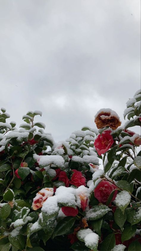 January Lock Screen Iphone Wallpapers, Winter Floral Aesthetic, Snow Covered Flowers, Wallpaper Backgrounds January, Coriolanus Snow Aesthetic Wallpaper, Snow Flower Aesthetic, Winter Flowers Aesthetic, Winter Flower Wallpaper, Coriolanus Snow Wallpaper