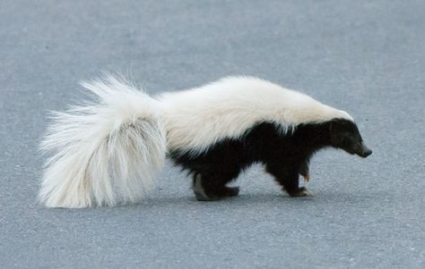 Conepatus leuconotus - western variant (tail is completely white) White Skunk, Special Words, All About Animals, Streaming Services, Mammals, Cute Animals, Animals, White