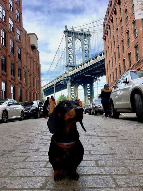 Dog-Friendly New York: Visiting New York City with a Dog - Travelnuity Dogs In New York City, Frenchie Photoshoot, Frenchie Photography, Puppy Kit, New York Dog, Dog City, 2023 Photoshoot, Visiting New York City, Apartment Pet