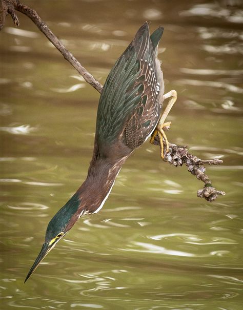 A green heron looking for fish. Beautiful. Names Of Birds, North American Birds, Green Heron, Coastal Birds, American Birds, Bird Identification, White Crane, Let's Make Art, Big Birds