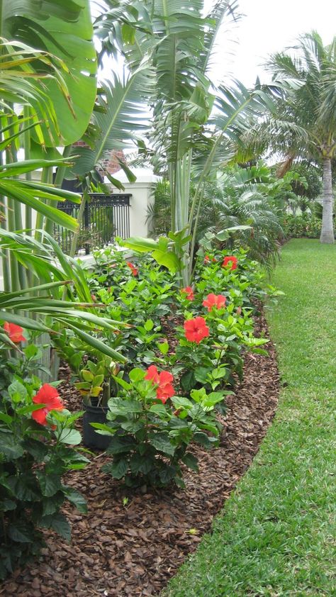 For a pop of color in your landscape, plant hibiscus! Their large and showy flowers stand out amongst the other tropical foliage. Tropical Backyard Landscaping, Backyard Resort, Hibiscus Garden, Tropical Patio, Tropical Landscape Design, Tropical Garden Design, Tropical Backyard, Garden Wallpaper, Backyard Garden Design