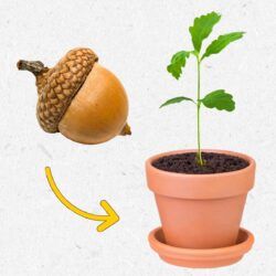 Grow Oak Tree From Acorn, How To Grow An Oak Tree From An Acorn, Planting Acorns, English Oak Tree, Seedlings Indoors, Growing Trees, Farming Life, Tree Seedlings, Oak Trees