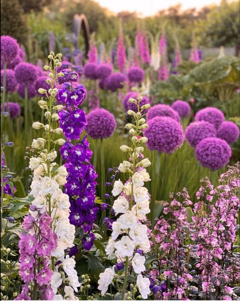 Allium Garden, Front Garden Landscape, Garden Flower Beds, Purple Garden, Garden Design Plans, Fence Landscaping, Pink Garden, Pollinator Garden, Blue Garden