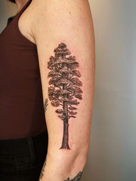 Tree Growing Tattoo, Sequoia Tree Tattoo, Sequoia Tattoo, Gnarled Tree Tattoo, Grounding Tree Tattoo, Tree With Deep Roots Tattoo, Trippy Tree Tattoo, Forearm Band Tattoos, Sequoia Tree