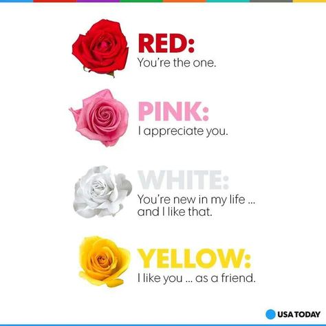 Valentines flower representation Pink Rose Meaning, Valentines Day Dress Code, Rose Color Meanings, Code Dress, Colors Meaning, Rose Meaning, Valentines Day History, Sunflowers And Roses, Valentine Hair