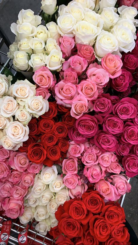 Red roses, white roses, pink roses, MY roses! We love market day White And Pink Roses Aesthetic, Red And White Roses Wallpaper, White Roses Wallpaper, Red Rosa, 2025 Goals, Red Roses Wallpaper, Rose Aesthetic, White And Pink Roses, Roses Wallpaper