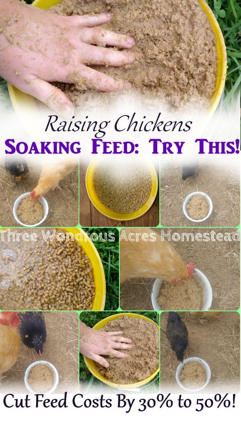 Homegrown Chicken Feed, Easy Homesteading Ideas, How To Feed Chickens, How To Make Chicken Feed, Chicken Feed Catcher, Chicken Feed Ideas, Fermented Chicken Food, Feed Chickens For Free, Sprouting Chicken Feed