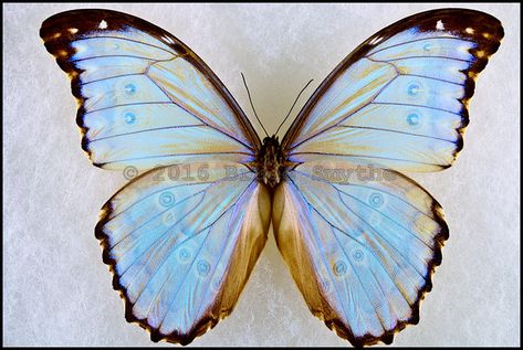 Morpho Godartii Lachaumei -Male Morpho Godarti, Moth Collection, Light Blue Butterfly, Butterfly Paintings, Butterfly And Moth, Blue Butterfly Wings, Old Bucket, Iridescent Light, Blue Morpho Butterfly