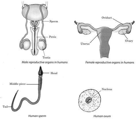 Reproduction in Animals Class 8 Notes Science Chapter 9 Reproduction In Animals Notes, Asexual Reproduction Notes, Class 8 Science Notes, Class 8 Notes, Reproduction In Animals, Types Of Asexual Reproduction, Notes Science, Asexual Reproduction, Oviparous Animals