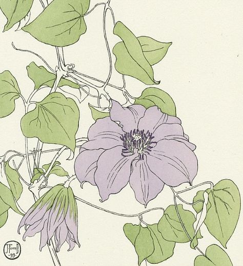 Jeannie Foord  Clematis, detail  1901 Flower Studies, Fleurs Art Nouveau, Garden Paintings, Edith Holden, Paper Garden, Diy Stamp, Plant Drawing, Botanical Drawings, Diy Book