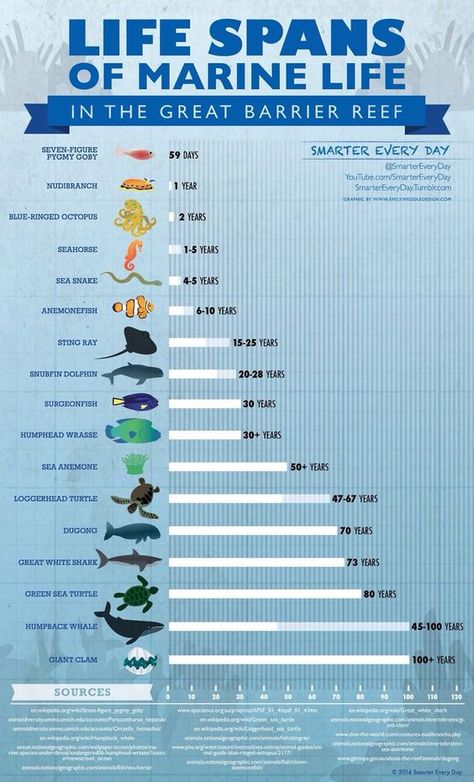 Life Spans of Marine Life in the Great Barrier Reef Oceanography Marine Biology, Artificial Reef, Ocean Unit, The Great Barrier Reef, Biology Notes, Marine Biologist, Marine Conservation, Oceanography, Ocean Conservation