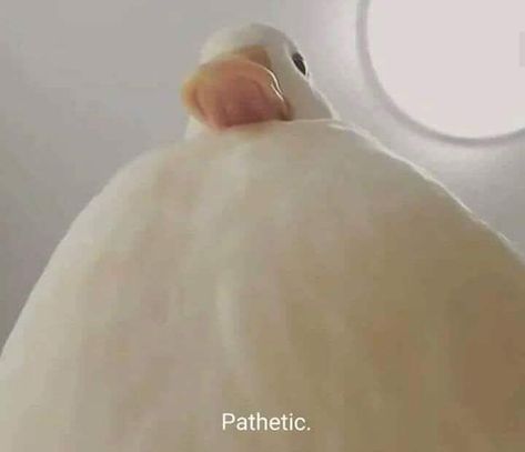 White goose looking down saying "Pathetic" funny reaction Funny Reaction, White Goose, Close Up, Funny, White