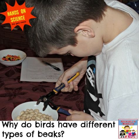 Bird Beaks Activity, How Do Birds Fly, Bridge Stem Challenge, Stem Projects Middle School, Suet Recipe, Bird Crafts Preschool, Kids Nature Activities, Birds For Kids, Elementary Stem Activities