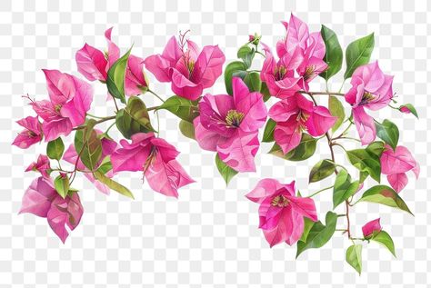 Bougainvillea Art, Bougainvillea Watercolor, Bougainvillea Tree, Bougainvillea Flower, Villa Project, Flower Step By Step, Vector Poster, Queen Birthday, Printed Backdrops