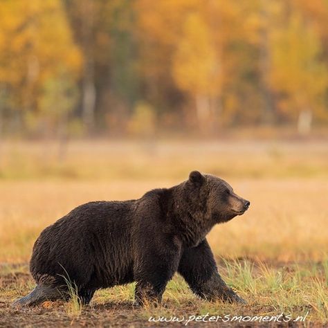 Brown bear with autumn colers. . www.petersmoments.nl #naturephotography #naturegram #nature_prefection#finland_photolovers… Brown Bear Aesthetic, Bear Photo Reference, Himalayan Brown Bear, Black Bear Reference Photo, Eurasian Brown Bear, Brown Bear, Finland, Nature Photography, Animals