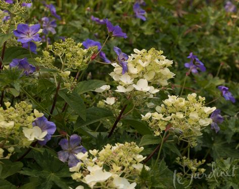 Rozanne Geranium Companion Plants, Hydrangea Firelight, Firelight Hydrangea, Golden Barberry, Lakehouse Landscaping, Hydrangea Companion Plants, Rozanne Geranium, Bobo Hydrangea, Garden Hydrangea