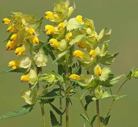 Yellow rattle: the meadow-maker's helper | Gardens | The Guardian Meadow Pictures, Yellow Rattle, Grow Wildflowers, Small Palms, Plant Ideas, Unusual Plants, Grass Seed, Wildflower Seeds, Spring Is Coming