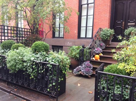 Brownstone Front Garden, Townhouse Garden, Tranquil Garden, Landscape Curbing, Classical House, Street Trees, Age Gracefully, Front Landscaping, Front Yard Garden