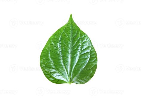 Isolated fresh and green betel leaf with clipping paths. Betel Leaf, Tree Saw, Wedding People, Heart Tree, Cityscape Photos, Logo Banners, Draw On Photos, Nature Backgrounds, Heart With Arrow